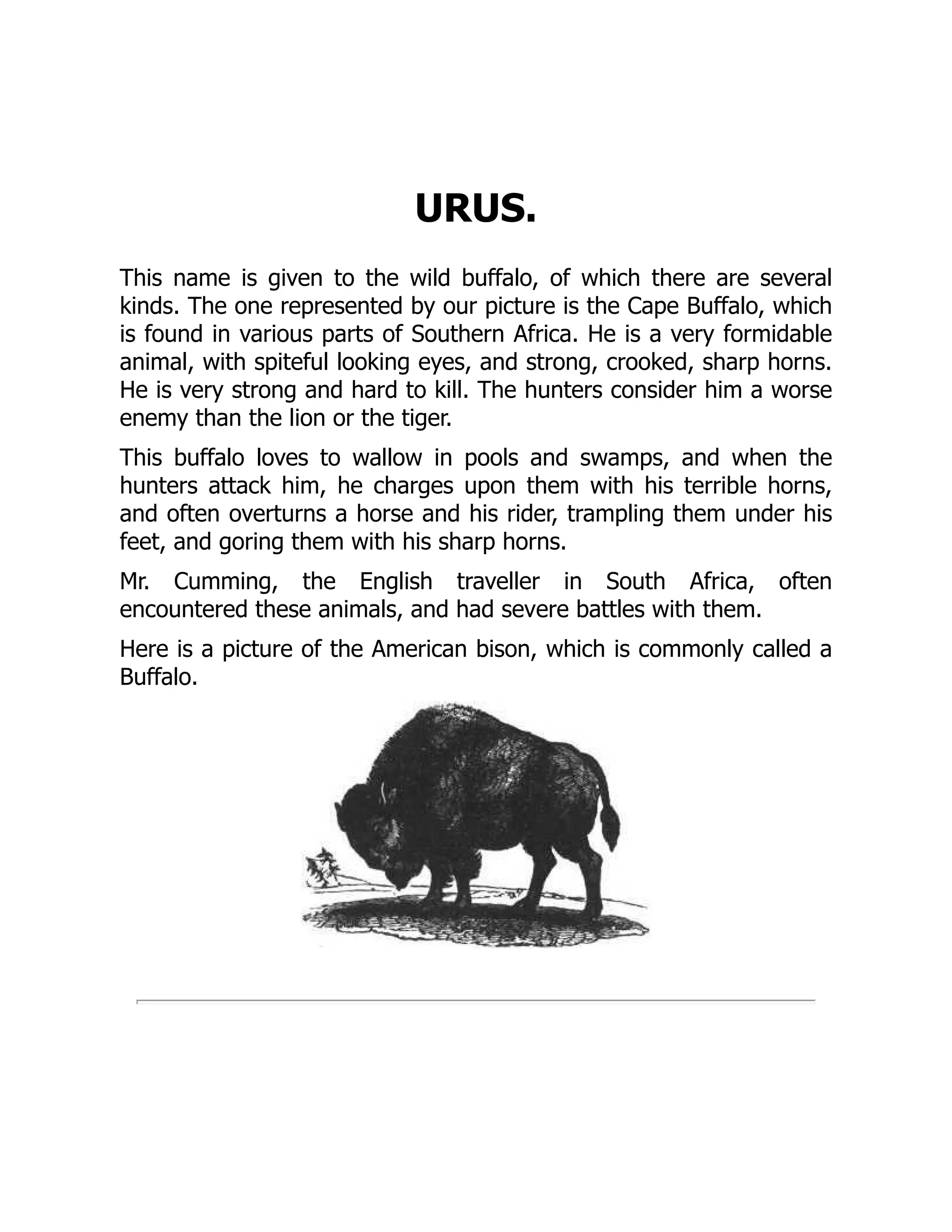 URUS.
This name is given to the wild buffalo, of which there are several
kinds. The one represented by our picture is the Cape Buffalo, which
is found in various parts of Southern Africa. He is a very formidable
animal, with spiteful looking eyes, and strong, crooked, sharp horns.
He is very strong and hard to kill. The hunters consider him a worse
enemy than the lion or the tiger.
This buffalo loves to wallow in pools and swamps, and when the
hunters attack him, he charges upon them with his terrible horns,
and often overturns a horse and his rider, trampling them under his
feet, and goring them with his sharp horns.
Mr. Cumming, the English traveller in South Africa, often
encountered these animals, and had severe battles with them.
Here is a picture of the American bison, which is commonly called a
Buffalo.
 