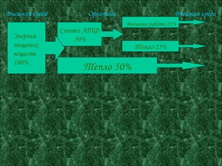 Внешняя среда  Организм  Внешняя среда Тепло 50% Тепло 25% Синтез АТФ 50% Энергия  пищевых  веществ  100% Внешняя работа 25% 
