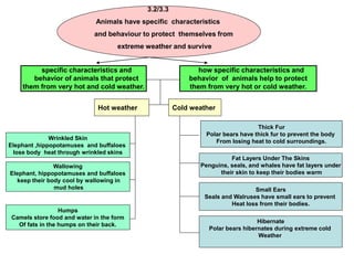 3.2/3.3
Animals have specific characteristics
and behaviour to protect themselves from
extreme weather and survive
how specific characteristics and
behavior of animals help to protect
them from very hot or cold weather.
specific characteristics and
behavior of animals that protect
them from very hot and cold weather.
Hot weather Cold weather
Wrinkled Skin
Elephant ,hippopotamuses and buffaloes
lose body heat through wrinkled skins
Wallowing
Elephant, hippopotamuses and buffaloes
keep their body cool by wallowing in
mud holes
Humps
Camels store food and water in the form
Of fats in the humps on their back.
Thick Fur
Polar bears have thick fur to prevent the body
From losing heat to cold surroundings.
Fat Layers Under The Skins
Penguins, seals, and whales have fat layers under
their skin to keep their bodies warm
Small Ears
Seals and Walruses have small ears to prevent
Heat loss from their bodies.
Hibernate
Polar bears hibernates during extreme cold
Weather
 