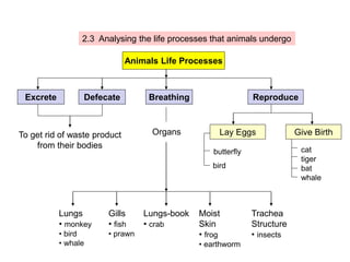 2.3 Analysing the life processes that animals undergo
Animals Life Processes
Breathing
Excrete Reproduce
Lay Eggs Give Birth
Organs
Lungs
• monkey
• bird
• whale
Gills
• fish
• prawn
Lungs-book
• crab
Moist
Skin
• frog
• earthworm
Trachea
Structure
• insects
Defecate
To get rid of waste product
from their bodies cat
tiger
bat
whale
butterfly
bird
 