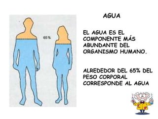 EL AGUA ES EL
COMPONENTE MÁS
ABUNDANTE DEL
ORGANISMO HUMANO.
ALREDEDOR DEL 65% DEL
PESO CORPORAL
CORRESPONDE AL AGUA
AGUA
 