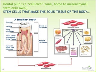 Dental pulp is a “cell-rich” zone, home to mesenchymal
stem cells (MSC) -
STEM CELLS THAT MAKE THE SOLID TISSUE OF THE BODY…
23
 