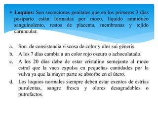 183885116-Anatomia-del-Sistema-Reproductor-bovino-pptx.pptx