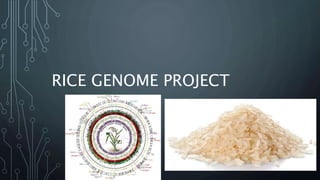 Genome projects and their Contributions | PPT