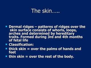 The skin….. Dermal ridges – patterns of ridges over the  skin surface consists of whorls, loops, arches and determined by hereditary traits. Formed during 3rd and 4th months of fetal life   Classification: thick skin = over the palms of hands and feet thin skin = over the rest of the body. 