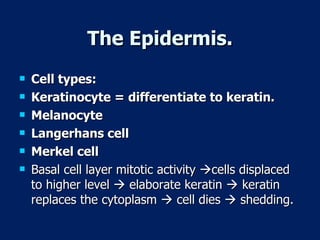 The Epidermis. Cell types: Keratinocyte = differentiate to keratin. Melanocyte Langerhans cell Merkel cell Basal cell layer mitotic activity   cells displaced to higher level    elaborate keratin    keratin replaces the cytoplasm    cell dies    shedding. 