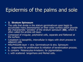 Epidermis of the palms and sole 2.  Stratum Spinosum The cells that divide in the statum germinativum soon begin to accumulate many desmosomes on their outer surface which provide the characteristic “prickles” of the stratum spinosum ( SS ), which is often called the prickle-cell layer. Composed of irregular, polyhedral cells, separate and flattened at the surface. Cytoplasm is basophilic, intercellular b ridges with short process to adjacent cells MALPHIGIAN layer = stra. Germinativum & stra. Spinosum: a.  responsible for proliferation & initiation of keratinization process. b. contains  Melanocytes  melanin, for pigmentation. c. with scattered  langerhans and Merkel cells. 
