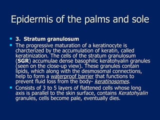 Epidermis of the palms and sole 3.  Stratum granulosum The progressive maturation of a keratinocyte is charcterized by the accumulation of keratin, called keratinization. The cells of the stratum granulosum ( SGR ) accumulae dense basophilic keratohyalin granules (seen on the close-up view). These granules contain lipids, which along with the desmosomal connections, help to form a  waterproof barrier  that functions to prevent fluid loss from the body-  keratinosomes . Consists of 3 to 5 layers of flattened cells whose long axis is parallel to the skin surface, contains  Keratohyalin  granules, cells become pale, eventually dies. 