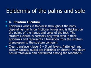 Epidermis of the palms and sole 4.  Stratum Lucidum Epidermis varies in thickness throughout the body depending mainly on frictional forces and is thickest on the palms of the hands and soles of the feet. The stratum lucidum is normally only well seen in thick epidermis and represents a transition from the stratum granulosum to the stratum corneum.  Clear translucent layer 3 – 5 cell layers, flattened  and closely packed, nuclei are indistinct or absent. Cytoplasm has keratohyalin and distributed among the tonofibrils. 