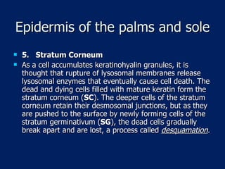 Epidermis of the palms and sole 5.  Stratum Corneum As a cell accumulates keratinohyalin granules, it is thought that rupture of lysosomal membranes release lysosomal enzymes that eventually cause cell death. The dead and dying cells filled with mature keratin form the stratum corneum ( SC ). The deeper cells of the stratum corneum retain their desmosomal junctions, but as they are pushed to the surface by newly forming cells of the stratum germinativum ( SG ), the dead cells gradually break apart and are lost, a process called  desquamation . 
