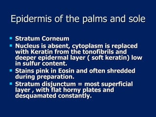 Epidermis of the palms and sole Stratum Corneum Nucleus is absent, cytoplasm is replaced with Keratin from the tonofibrils and deeper epidermal layer ( soft keratin) low in sulfur content. Stains pink in Eosin and often shredded during preparation. Stratum disjunctum = most superficial layer , with flat horny plates and desquamated constantly. 