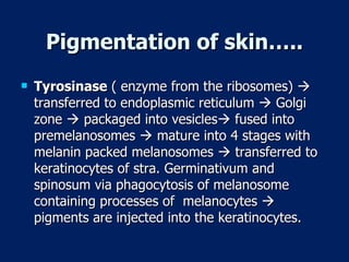 Pigmentation of skin….. Tyrosinase  ( enzyme from the ribosomes)    transferred to endoplasmic reticulum    Golgi zone    packaged into vesicles   fused into premelanosomes    mature into 4 stages with melanin packed melanosomes    transferred to keratinocytes of stra. Germinativum and spinosum via phagocytosis of melanosome containing processes of  melanocytes    pigments are injected into the keratinocytes. 