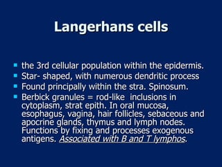 Langerhans cells the 3rd cellular population within the epidermis. Star- shaped, with numerous dendritic process  Found principally within the stra. Spinosum. Berbick granules = rod-like  inclusions in cytoplasm, strat epith. In oral mucosa, esophagus, vagina, hair follicles, sebaceous and apocrine glands, thymus and lymph nodes. Functions by fixing and processes exogenous antigens.  Associated with B and T lymphos . 