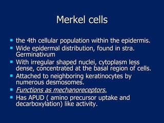Merkel cells the 4th cellular population within the epidermis. Wide epidermal distribution, found in stra. Germinativum With irregular shaped nuclei, cytoplasm less dense, concentrated at the basal region of cells. Attached to neighboring keratinocytes by  numerous desmosomes. Functions as mechanoreceptors. Has APUD ( amino precursor uptake and decarboxylation) like activity. 