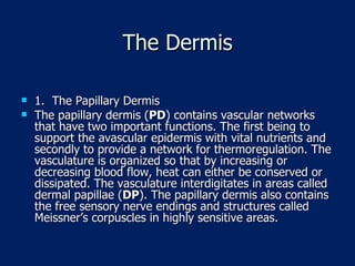 The Dermis 1.  The Papillary Dermis The papillary dermis ( PD ) contains vascular networks that have two important functions. The first being to support the avascular epidermis with vital nutrients and secondly to provide a network for thermoregulation. The vasculature is organized so that by increasing or decreasing blood flow, heat can either be conserved or dissipated. The vasculature interdigitates in areas called dermal papillae ( DP ). The papillary dermis also contains the free sensory nerve endings and structures called Meissner’s corpuscles in highly sensitive areas.  