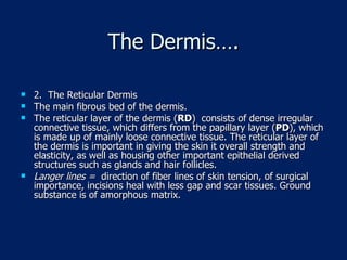 The Dermis…. 2.  The Reticular Dermis The main fibrous bed of the dermis. The reticular layer of the dermis ( RD )  consists of dense irregular connective tissue, which differs from the papillary layer ( PD ), which is made up of mainly loose connective tissue. The reticular layer of the dermis is important in giving the skin it overall strength and elasticity, as well as housing other important epithelial derived structures such as glands and hair follicles. Langer lines =  direction of fiber lines of skin tension, of surgical importance, incisions heal with less gap and scar tissues. Ground substance is of amorphous matrix.  