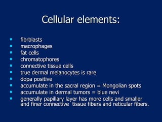 Cellular elements: fibrblasts macrophages fat cells chromatophores connective tissue cells true dermal melanocytes is rare dopa positive accumulate in the sacral region = Mongolian spots accumulate in dermal tumors = blue nevi generally papillary layer has more cells and smaller and finer connective  tissue fibers and reticular fibers. 