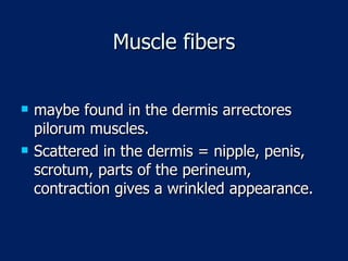 Muscle fibers maybe found in the dermis arrectores pilorum muscles. Scattered in the dermis = nipple, penis, scrotum, parts of the perineum, contraction gives a wrinkled appearance. 