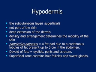 Hypodermis  the subcutaneous layer( superficial) not part of the skin deep extension of the dermis density and arrangement determines the mobility of the skin panniculus adiposus  = a fat pad due to a continuous lobules of fat present up to 3 cm in the abdomen. Devoid of fats = eyelids, penis and scrotum. Superficial zone contains hair follicles and sweat glands. 
