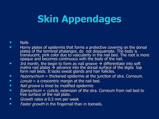 Skin Appendages Nails Horny plates of epidermis that forms a protective covering on the dorsal plates of the terminal phalanges, do  not desquamate. The body is translucent, pink color due to vascularity in the nail bed. The root is more opaque and becomes continuous with the body of the nail.  3rd month, the begin to form as nail groove    differentiate into soft matrix nail plates    advance into the dorsal surface of the digits  top form nail beds. It lacks sweat glands and hair follicles. Hyponychium  = thickened epidermis at the junction of stra. Corneum. Lonule  = a crescentric margin at the nail bed. Nail groove  is lined by modified epidermis Eponychium  =  cuticle , extension of the stra. Corneum from nail bed to free surface of the nail plate. Growth rates is  0.5 mm per week Faster growth  in the fingernail than in toenails.  