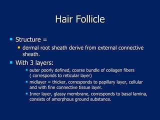 Hair Follicle Structure = dermal root sheath derive from external connective sheath.  With 3 layers:  outer poorly defined, coarse bundle of collagen fibers ( corresponds to reticular layer) midlayer = thicker, corresponds to papillary layer, cellular and with fine connective tissue layer. Inner layer, glassy membrane, corresponds to basal lamina, consists of amorphous ground substance. 