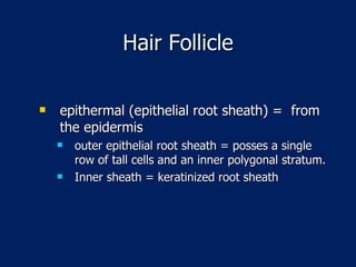 Hair Follicle epithermal (epithelial root sheath) =  from the epidermis outer epithelial root sheath = posses a single row of tall cells and an inner polygonal stratum. Inner sheath = keratinized root sheath 