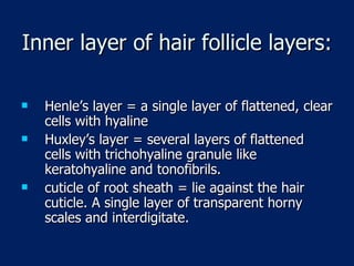Inner layer of hair follicle layers: Henle’s layer = a single layer of flattened, clear cells with hyaline Huxley’s layer = several layers of flattened cells with trichohyaline granule like keratohyaline and tonofibrils. cuticle of root sheath = lie against the hair cuticle. A single layer of transparent horny scales and interdigitate. 
