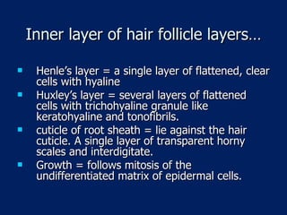 Inner layer of hair follicle layers… Henle’s layer = a single layer of flattened, clear cells with hyaline Huxley’s layer = several layers of flattened cells with trichohyaline granule like keratohyaline and tonofibrils. cuticle of root sheath = lie against the hair cuticle. A single layer of transparent horny scales and interdigitate. Growth = follows mitosis of the undifferentiated matrix of epidermal cells.  