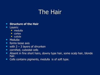 The Hair Structure of the Hair Layers: medulla cortex cuticle Medulla:  forms loose axis with 2 – 3 layers of shrunken  cornified, cuboidal cells Absent in fine short hairs, downy type hair, some scalp hair, blonde hair.  Cells contains pigments, medulla  is of soft type. 