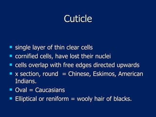 Cuticle single layer of thin clear cells cornified cells, have lost their nuclei cells overlap with free edges directed upwards x section, round  = Chinese, Eskimos, American Indians. Oval = Caucasians Elliptical or reniform = wooly hair of blacks. 