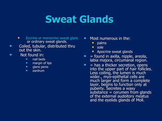 Sweat Glands   Eccrine or merocrine sweat glands  or ordinary sweat glands.  Coiled, tubular, distributed thru out the skin.  Not found in: nail beds margin of lips glans penis eardrum Most numerous in the: palms  sole Apocrine sweat glands  = found in axilla, nipple, areola, labia majora, circumanal region. = has a thicker secretion, opens into the upper part of hair follicles. Less coiling, the lumen is much wider., myo-epithelial cells are much larger and form a complete layer, begins to function only at puberty. Secretes a waxy substance = cerumen from glands of the external audoitory meatus  and the eyelids glands of Moll. 