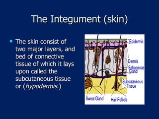 The Integument (skin) The skin consist of two major layers, and bed of connective tissue of which it lays upon called the subcutaneous tissue or ( hypodermis .)  