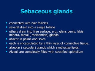 Sebaceous glands   connected with hair follicles several drain into a single follicle others drain into free surface, e.g., glans penis, labia minora, tarsal ( meibomian) glands absent in palms and soles each is encapsulated by a thin layer of connective tissue. alveolar ( saccular) glands which synthesize lipids. Alveoli are completely filled with stratified epithelium  