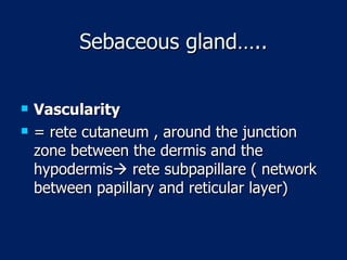 Sebaceous gland….. Vascularity = rete cutaneum , around the junction zone between the dermis and the hypodermis   rete subpapillare ( network between papillary and reticular layer)  