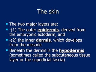 The skin The two major layers are: -(1) The outer  epidermis , derived from the embryonic ectoderm, and -(2) the inner  dermis , which develops from the mesode  Beneath the dermis is the  hypodermis  (sometimes called the subcutaneous tissue layer or the superficial fascia) 