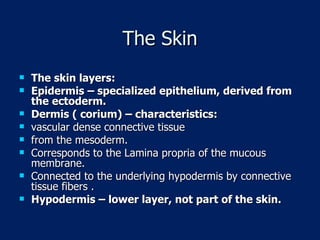 The Skin The skin layers: Epidermis – specialized epithelium, derived from the ectoderm. Dermis ( corium) – characteristics:  vascular dense connective tissue from the mesoderm.  Corresponds to the Lamina propria of the mucous membrane. Connected to the underlying hypodermis by connective tissue fibers . Hypodermis – lower layer, not part of the skin. 