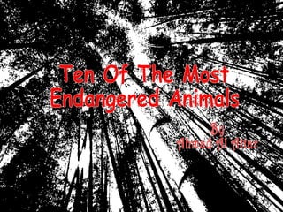 Ten Of The Most Endangered Animals By Ahmad Al Attar 