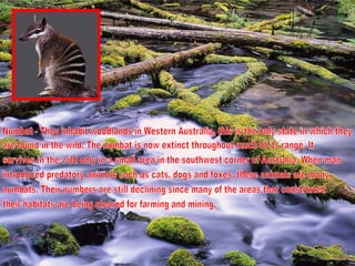 Numbat - They inhabit woodlands in Western Australia, this is the only state in which they are found in the wild. The numbat is now extinct throughout much of its range. It survives in the wild only in a small area in the southwest corner of Australia. When man introduced predatory animals such as cats, dogs and foxes, these animals ate many numbats. Their numbers are still declining since many of the areas that constituted their habitats are being cleared for farming and mining. 