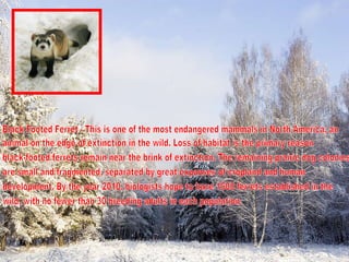 Black Footed Ferret - This is one of the most endangered mammals in North America, an animal on the edge of extinction in the wild. Loss of habitat is the primary reason  black-footed ferrets remain near the brink of extinction. The remaining prairie dog colonies  are small and fragmented, separated by great expanses of cropland and human development. By the year 2010, biologists hope to have 1500 ferrets established in the wild, with no fewer than 30 breeding adults in each population. 