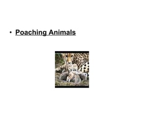 Poaching Animals   