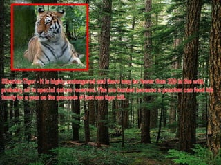 Siberian Tiger - It is highly endangered and there may be fewer than 200 in the wild,  probably all in special nature reserves. The are hunted because a poacher can feed his  family for a year on the proceeds of just one tiger kill. 