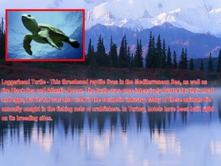 Loggerhead Turtle - This threatened reptile lives in the Mediterranean Sea, as well as the Black Sea and Atlantic Ocean. The turtle was once intensively hunted for their meat and eggs, but its fat was also used in the cosmetic industry. Many of these animals die annually caught in the fishing nets of crabfishers. In Turkey, hotels have been built right on its breeding sites. 