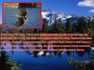 White Tailed Fish Eagle - Before man experimented with the use of pheromones, this  spectacular bird of prey was much more numerous than it is today. They have also been  hunted by shepherds and gamekeepers that considered them a threat to their sheep or  birds. With intense conservation actions, the populations in eastern Europe recovered,  recovery plans are aimed at colonizing some traditional breeding areas in Europe. 