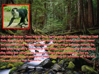 Lion-Tailed Macaque - These animals live in several areas in Karnataka, Kerala and Tamil  Nadu. Many of India’s tropical forests, the monkey’s natural habitat, have been cleared and replaced with tea and coffee plantations. As with so many mammals, currently the main threat in the wild is destruction of their habitat. Poachers have also captured baby often killing their parents in the process, for illegal export to collectors. They are  considered to be the most endangered monkey, with only 400 individuals left in the wild. They are hunted for their flesh and fur. 