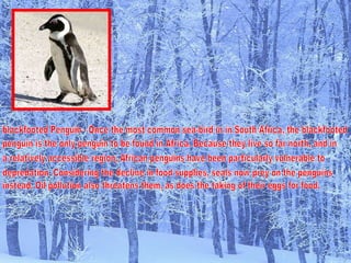 blackfooted Penguin - Once the most common sea-bird in in South Africa, the blackfooted  penguin is the only penguin to be found in Africa. Because they live so far north, and in  a relatively accessible region, African penguins have been particularly vulnerable to depredation. Considering the decline in food supplies, seals now prey on the penguins instead. Oil pollution also threatens them, as does the taking of their eggs for food. 