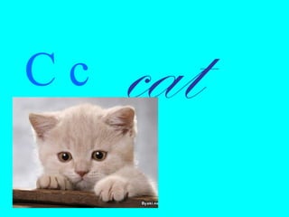 Cc cat