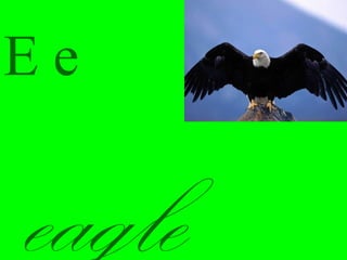 Ee
eagle