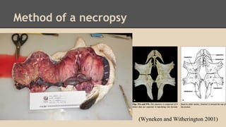 Method of a necropsy
(Wyneken and Witherington 2001)
 