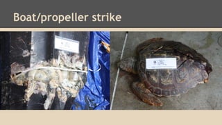 Boat/propeller strike
 