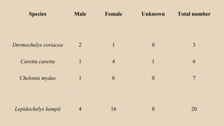 Species Male Female Unknown Total number
Dermochelys coriacea 2 1 0 3
Caretta caretta 1 4 1 6
Chelonia mydas 1 6 0 7
Lepidochelys kempii 4 16 0 20
 